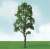 92324 (HO) 情景用 大きな白樺の木 (約12.7cm～15.2cm) HOスケール (2本入り) (鉄道模型) その他の画像1