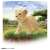 Ania AC-01 Lion (Child) (Animal Figure) Other picture3