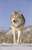 世界のオオカミ写真集 野生のハンターたち (画集・設定資料集) その他の画像1