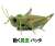 R/C Grasshopper (RC Model) Item picture1