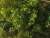 緑色系三色着色済み葉と枝セット (プラモデル) その他の画像1