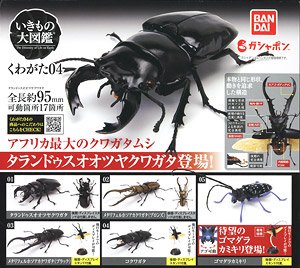 Stag beetle 4 (Toy)