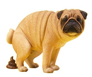1/6 Pug Half Squat A (Fashion Doll)