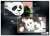 Jujutsu Kaisen 0 the Movie Clear File Panda (Anime Toy) Item picture2