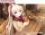 キャラクターデッキケースMAX NEO 喫茶ステラと死神の蝶 「明月栞那」 Winter Ver. (カードサプライ) 商品画像3