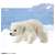 Ania AC-10 Polar Bear (Child) (Animal Figure) Other picture4
