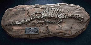 スピノサウルス 化石レプリカ (完成品)
