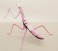 Evangelion Edition Big Mantis Type Unit-08 (Plastic model) 商品画像3 Thumbnail