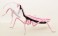 Evangelion Edition Big Mantis Type Unit-08 (Plastic model) 商品画像1 Thumbnail
