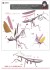 Evangelion Edition Big Mantis Type Unit-08 (Plastic model) 設計図4 Thumbnail