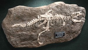 スターエーストイズ ティラノサウルス・レックス 化石レプリカ (完成品)