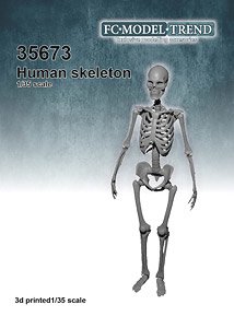人間の全身骨格 (プラモデル)