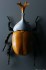 Ultraman Series Edition Beetle Type SSSP(Scientific Special Search Part) (Plastic model) 商品画像4 Thumbnail