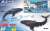 R/C Whale (Black) (RC Model) Other picture4