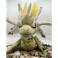 モンスターハンター デフォルメぬいぐるみ アマツマガツチ(リニューアル) (キャラクターグッズ) その他の画像2 サムネイル