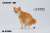 JXKスタジオ 1/12 柴犬 ハーフスクワット A3 (ドール) 商品画像1