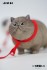 JXK Studio 1/6 Fat Cat 3.0 A (Fashion Doll) その他の画像4 Thumbnail