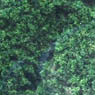 Foliage Cluster (Dark Green) (Model Train)
