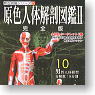 原色人体解剖図鑑II 完全版 16個セット(完成品)