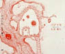 ` Paprika  ` /  Yoshino Anai (CD)