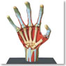 Hand Anatomy Model (Plastic model)