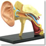 耳解剖モデル (プラモデル)