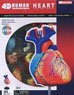Heart Anatomy Model (Plastic model)
