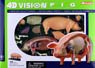 Pig Anatomy Model (Plastic model)