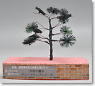 Japanese Pine Tree (Garden Making) Straight Trunk (single) (Model Train)