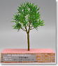 Handmade Tree Grade Up Series Acer palmatum f. aosidare Nemoto (M) (1 pieces) (Model Train)