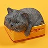 JXK Small Cat in the Cardboard Box 4.0 C (Fashion Doll)