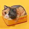 JXK Small Cat in the Cardboard Box 4.0 D (Fashion Doll)