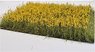 Rapeseed Field or Yellow Field of Flowers (105 x 74 x 36mm) (Plastic model)