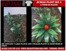 ジャングルの植物セット3 植物2種類入 (プラモデル)