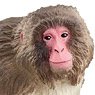 Japanese Macaque (Animal Figure)