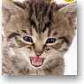 Character Sleeve Collection Mini Kitten (Card Sleeve)