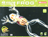 Frog Anatomy Skeleton Model (Plastic model)