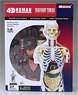 Body Anatomy Skeleton Model (Plastic model)