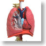 呼吸器解剖モデル (プラモデル)