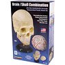 Brain / Skull Combination (Plastic model)