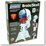 Brain / Skull (Plastic model)