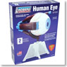 Human Eye (Plastic model)