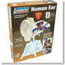 Human Ear (Plastic model)