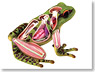 Frog (Plastic model)