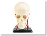 Skull (Plastic model)