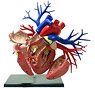 DX心臓解剖モデル (プラモデル)
