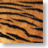 Character Card Sleeve Animal Series [Tiger] (Card Sleeve)