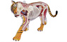 3D Puzzle 4D VISION Zootomy No.21 1/2 Tiger Anatomical Model (Plastic model)