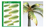 Palm Leaf 1 (Plastic model)