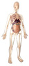 56cm Visible Male Anatomy Kit (Plastic model)